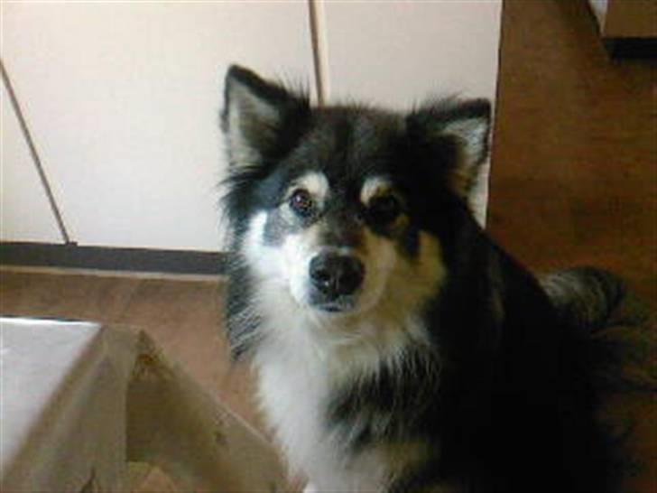 Finsk lapphund Teizon - *DØD* billede 5