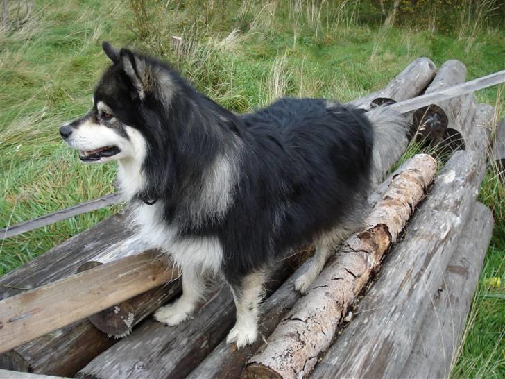 Finsk lapphund Teizon - *DØD* billede 7