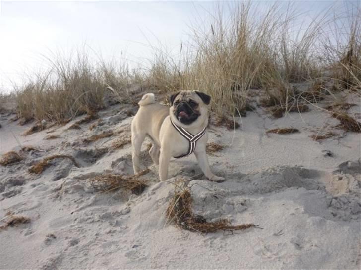 Mops Samson billede 5