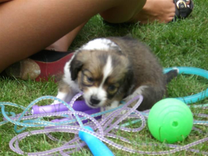 Papillon Buzz billede 1