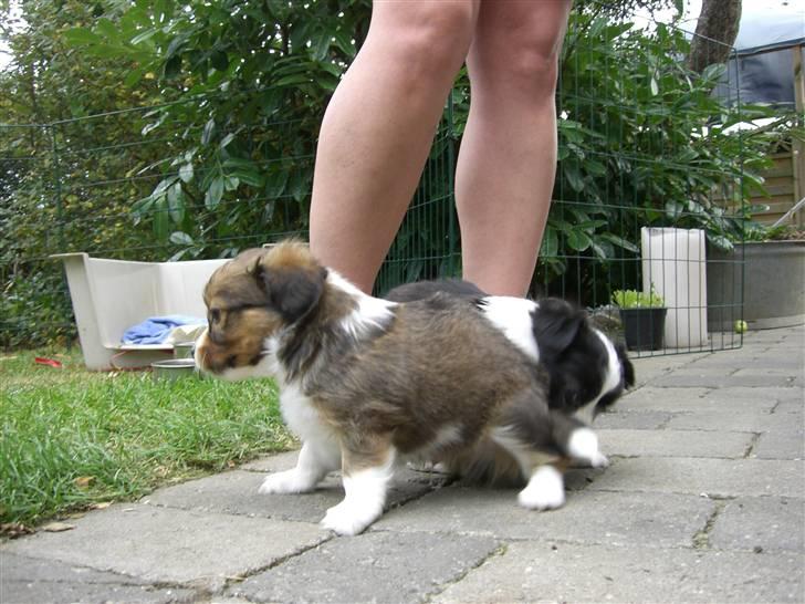 Papillon Buzz billede 2