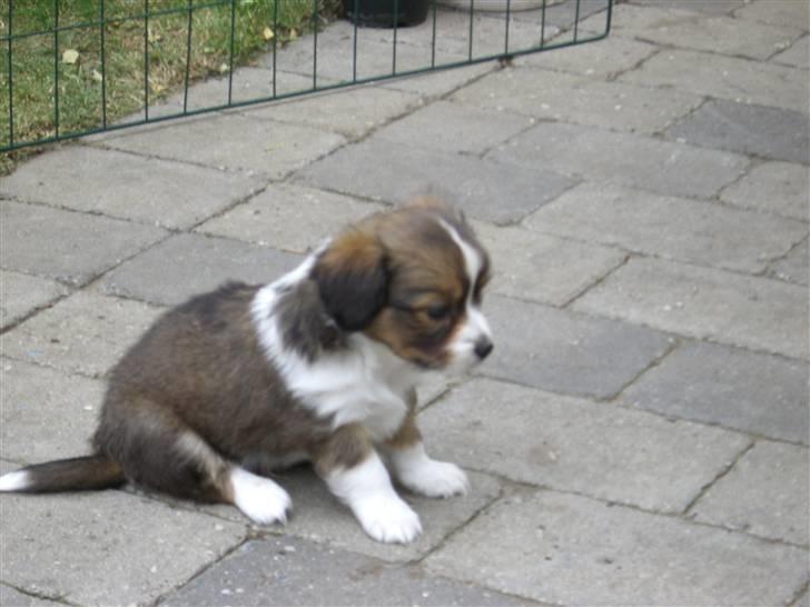 Papillon Buzz billede 3