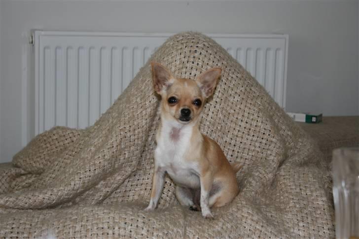 Chihuahua ¨˜”°º•Gucci•º°”˜¨ billede 1