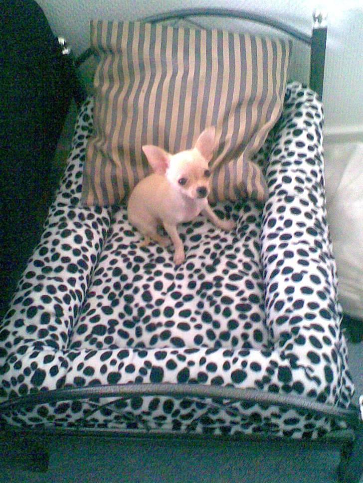Chihuahua ¨˜”°º•Gucci•º°”˜¨ - Aahh har lige fået ny seng..  billede 2
