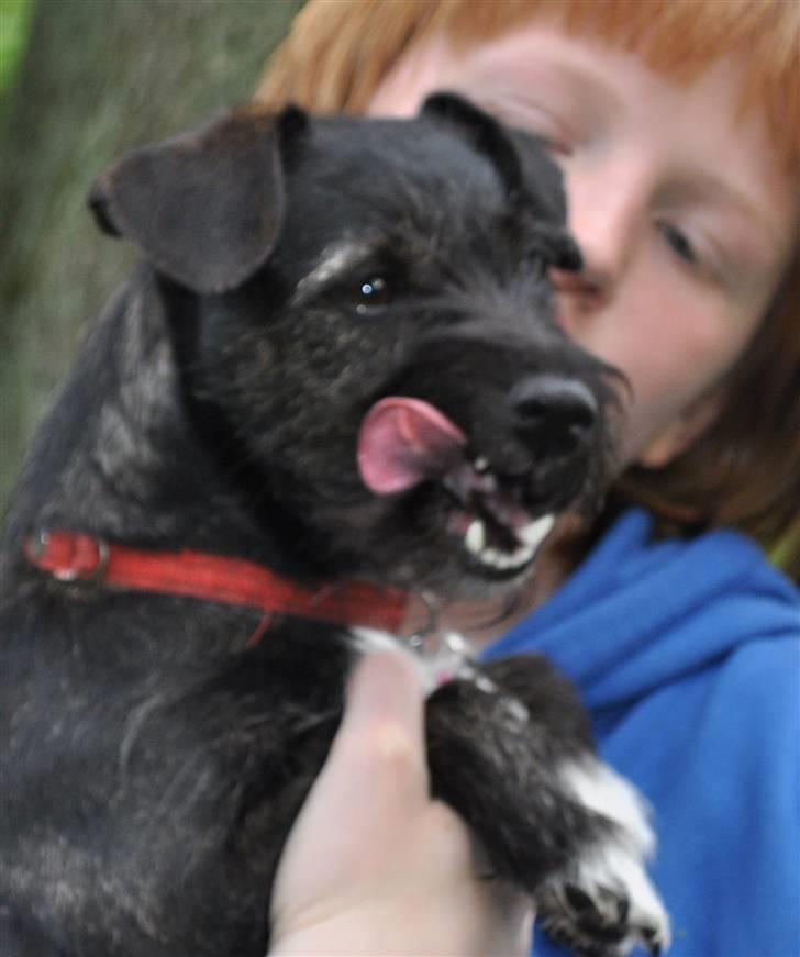 Blanding af racer hysse - hehe billede 20