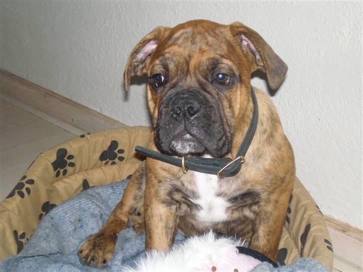 Olde english bulldogge Dárlingbulls Heavy Bullit billede 1