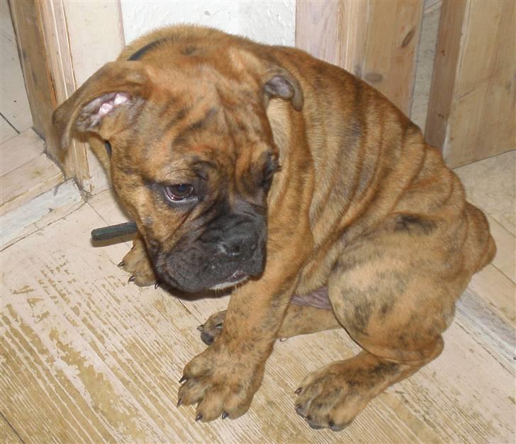 Olde english bulldogge Dárlingbulls Heavy Bullit billede 2