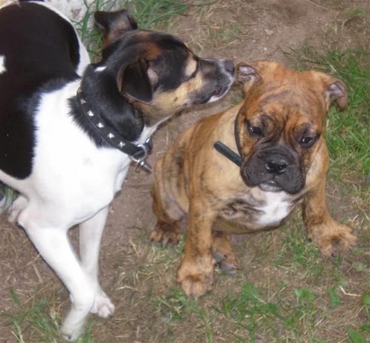 Olde english bulldogge Dárlingbulls Heavy Bullit - Buffas og Bullit leger billede 3