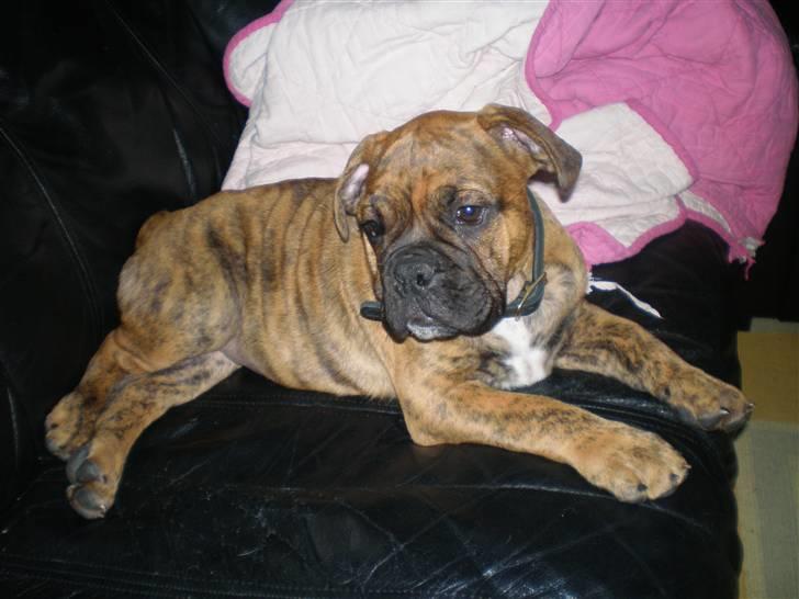 Olde english bulldogge Dárlingbulls Heavy Bullit billede 4