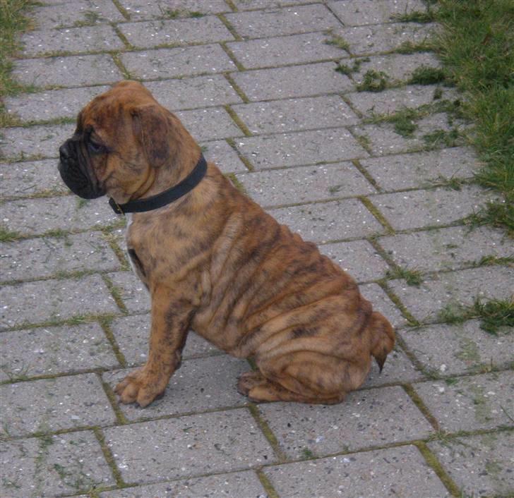 Olde english bulldogge Dárlingbulls Heavy Bullit billede 5