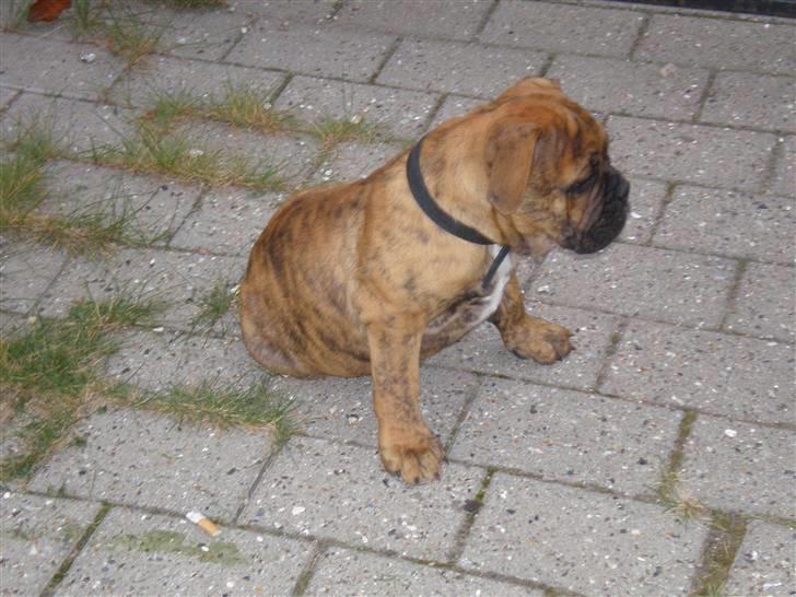 Olde english bulldogge Dárlingbulls Heavy Bullit billede 6