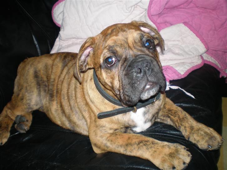 Olde english bulldogge Dárlingbulls Heavy Bullit billede 7