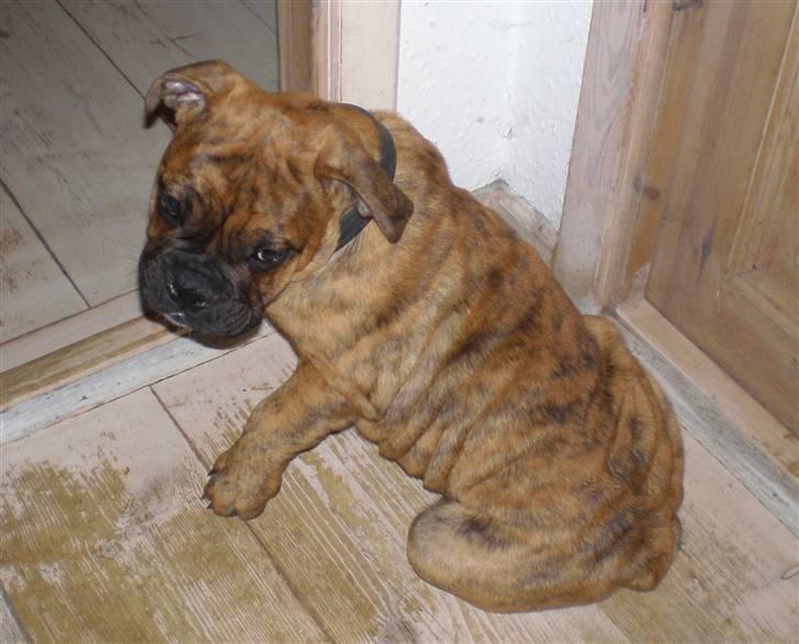 Olde english bulldogge Dárlingbulls Heavy Bullit billede 8