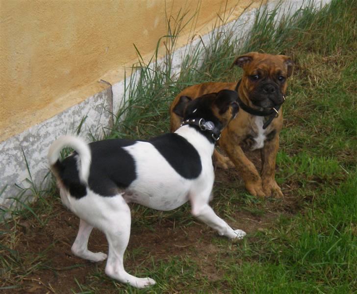 Olde english bulldogge Dárlingbulls Heavy Bullit - Buffas og Bullit billede 9