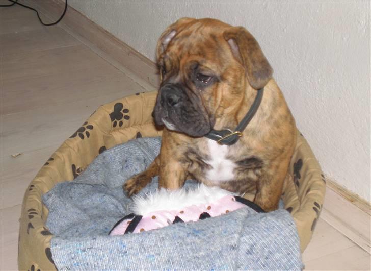 Olde english bulldogge Dárlingbulls Heavy Bullit billede 10