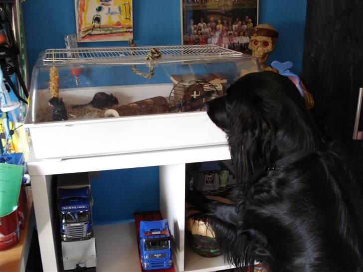 Blanding af racer Max - max kigger på min søns ørkenrotter billede 6