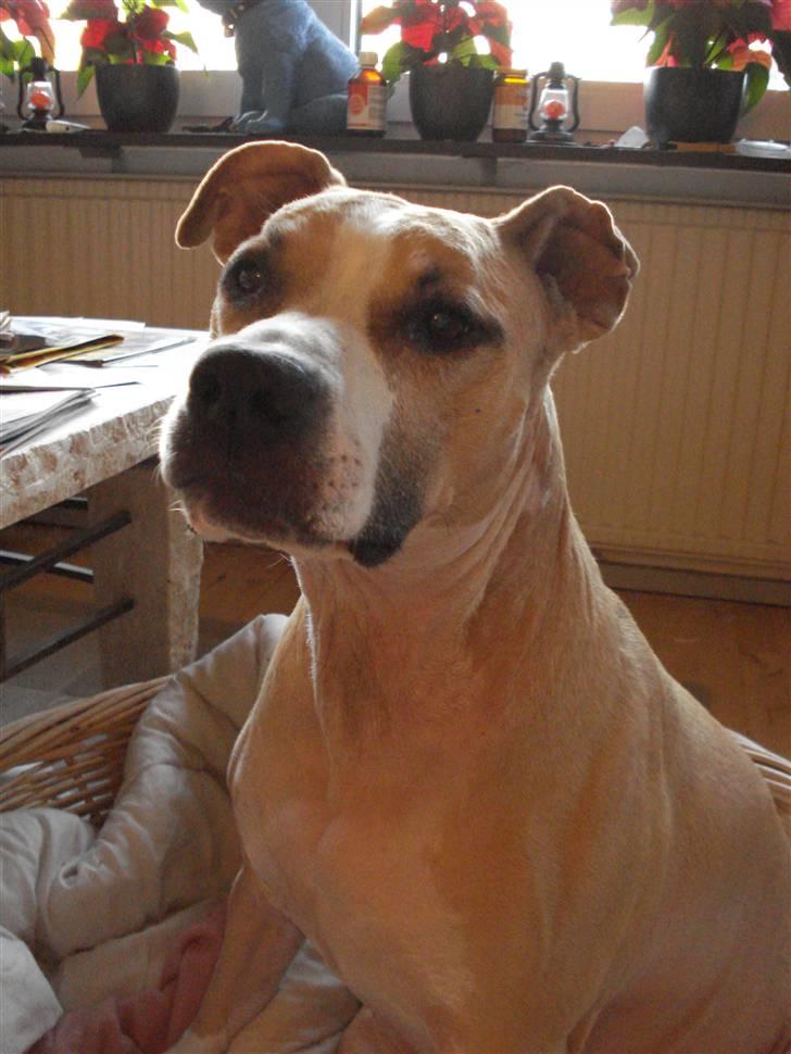 Blanding af racer Minnie 4/10 00 - 21/4 10 billede 1