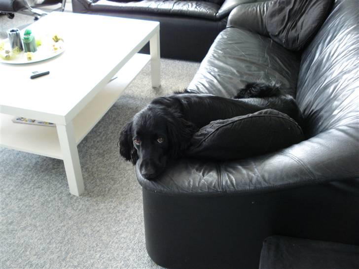 Blanding af racer Max - Dejlig sofa billede 7