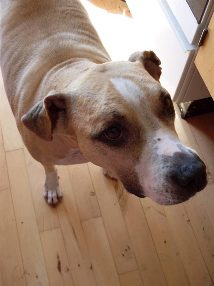 Blanding af racer Minnie 4/10 00 - 21/4 10 billede 2