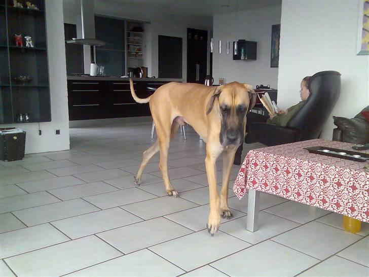 Grand danois Tarzan *DØD* - man skal jo lige strække beneneen gang imellem. <3 billede 5