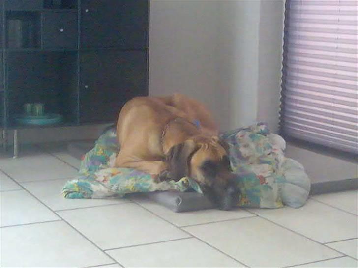 Grand danois Tarzan *DØD* - Godnat <3 zz billede 6