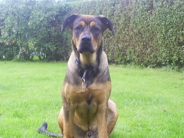 Blanding af racer Cæsar  *** RIP *** - se mig lige, flot ikke billede 1