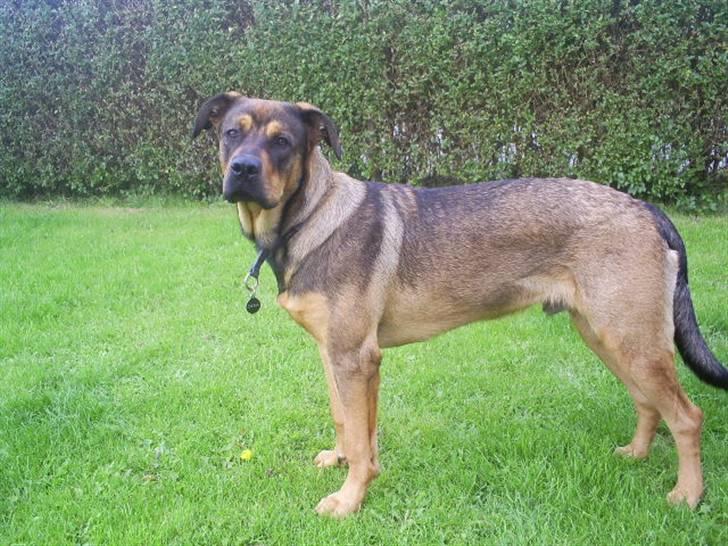 Blanding af racer Cæsar  *** RIP *** - bliv nu færdig far billede 2