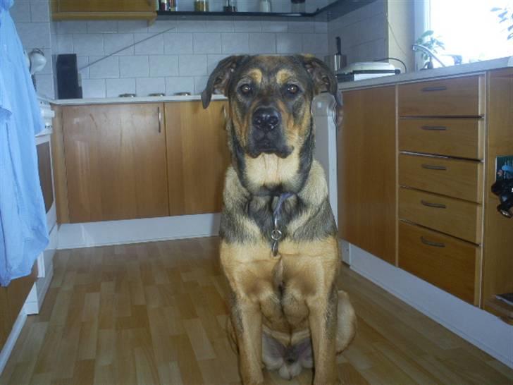 Blanding af racer Cæsar  *** RIP *** - har sat mig, så server billede 3