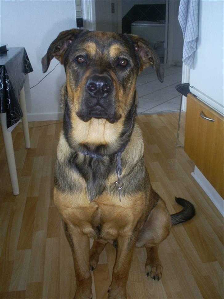 Blanding af racer Cæsar  *** RIP *** - drop det, gider ikke billede 4