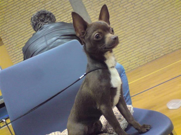 Chihuahua Lucky . billede 16