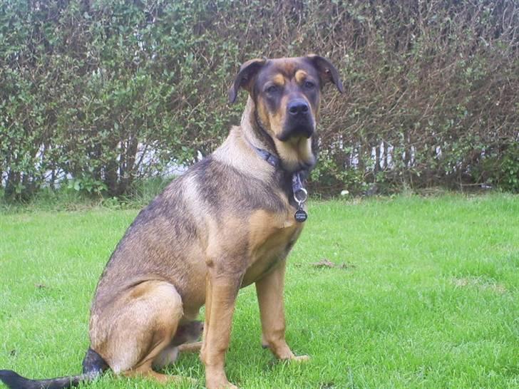 Blanding af racer Cæsar  *** RIP *** - jeg kan godt far billede 5