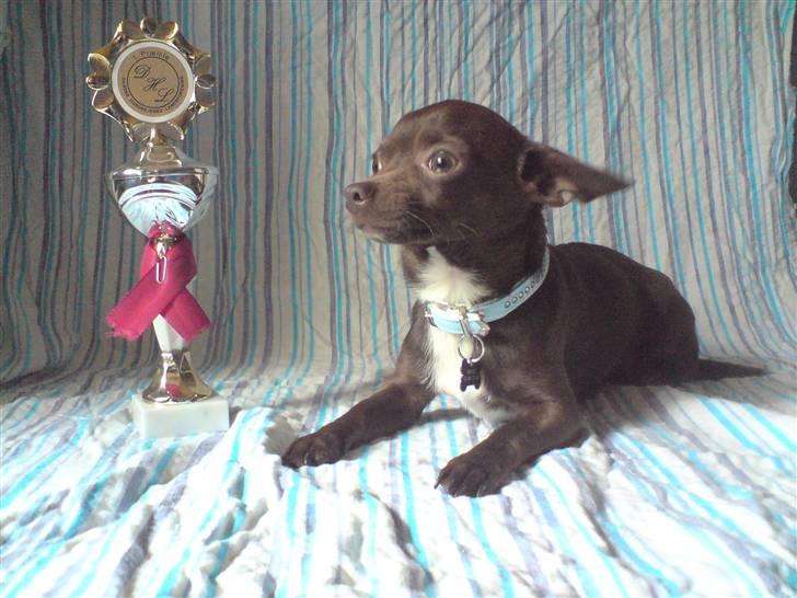 Chihuahua Lucky . - Lucky med sin Fine 1.plads´s Pokal Og Bånd .. <3  billede 17