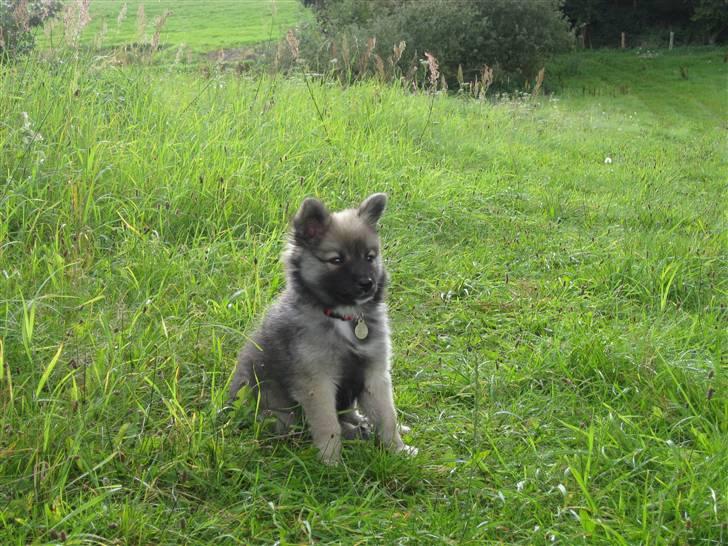 Islandsk fårehund SIGLA (R.I.P - 2022) - 10 uger  billede 9
