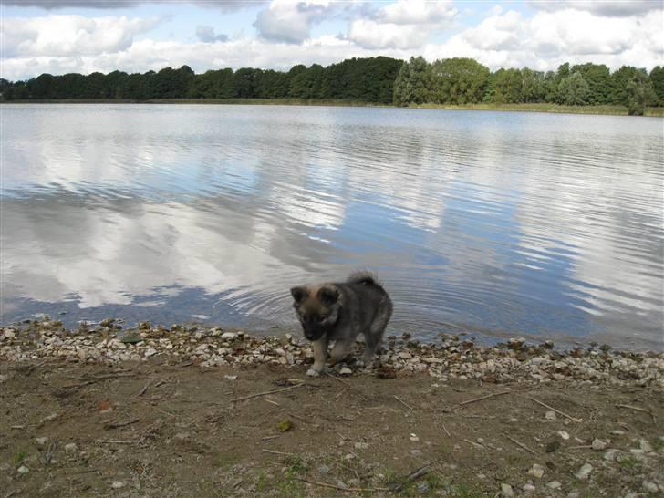 Islandsk fårehund SIGLA (R.I.P - 2022) - Ved humlebjerget billede 10