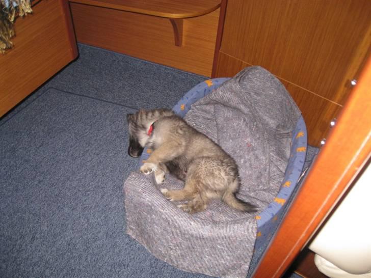 Islandsk fårehund SIGLA (R.I.P - 2022) - Det trætter med al den havluft. 10uger i min nye kurv i båden billede 11