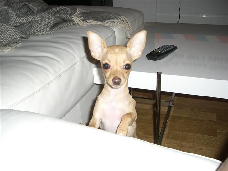 Chihuahua Mira - jeg vil op, op op op op op  JEG VIL FOR FILAN OP!!!! billede 14