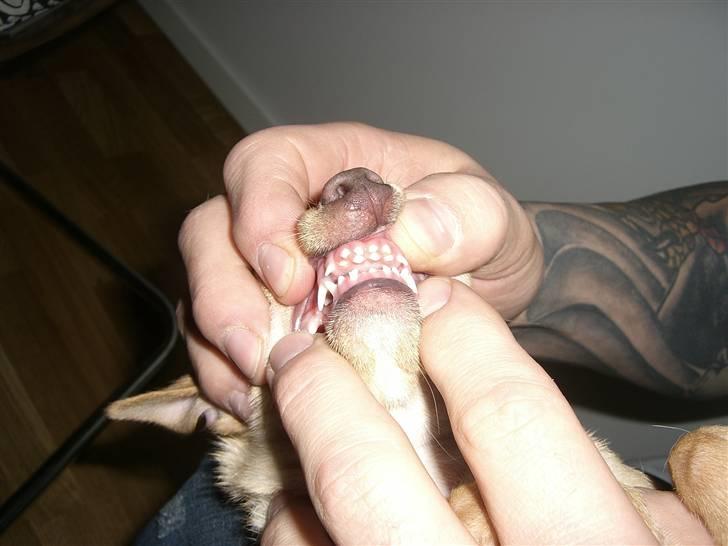 Chihuahua Mira - JAWS!!!!!! billede 15