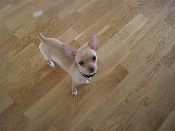 Chihuahua Mira - lad den svinge lad den rock n roll - lad den svinge til du mister al kontrol oooh oh oh aaiiij oh lad den svinge lad den rock n roll billede 16