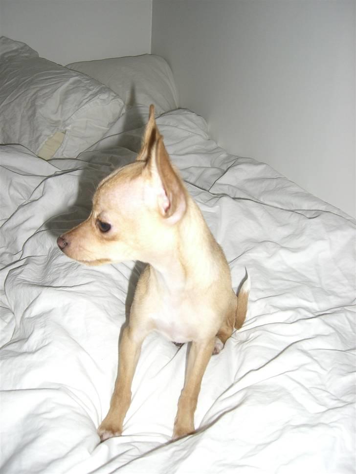 Chihuahua Mira billede 17