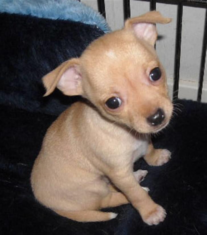 Chihuahua Mira - ak ja en smule klat øjet og træt er man kanske en litten  billede 18