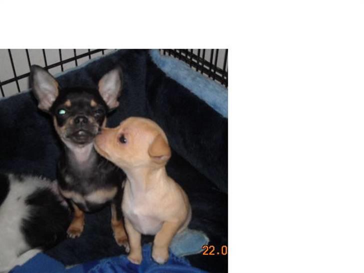 Chihuahua Mira - puss sägar vi på svenska ;) billede 19