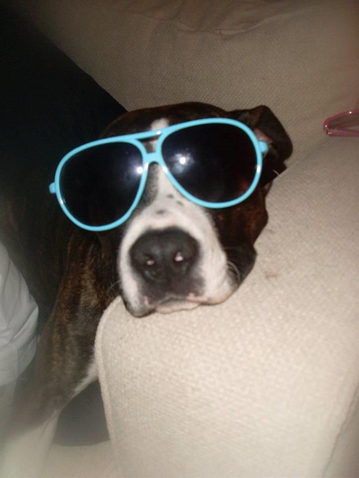 Amerikansk staffordshire terrier Nala - Nala med solbriller :p billede 10