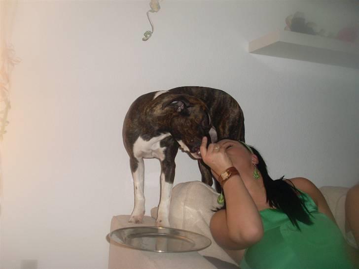 Amerikansk staffordshire terrier Nala - Mys til moor :) billede 11