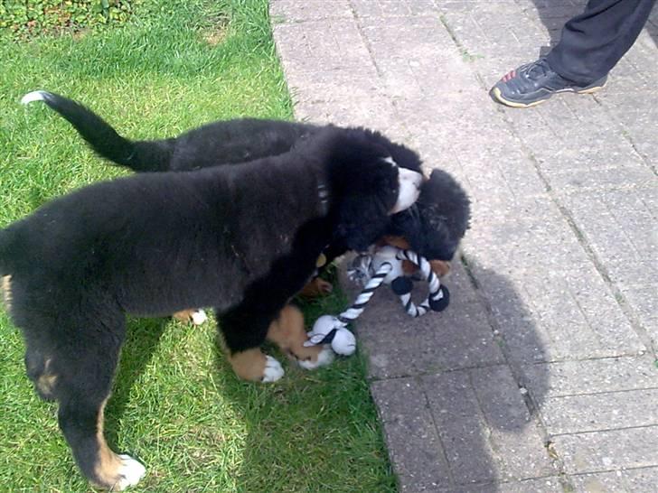 Berner sennenhund Bel`Royal`s Cocio - lege dag hjemme hos Baloo og der bliver tygget godt i hinanden billede 13