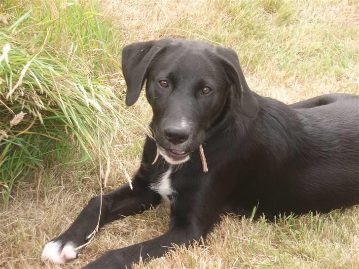 Blanding af racer Balder - Balder elsker at tygge i græs billede 9