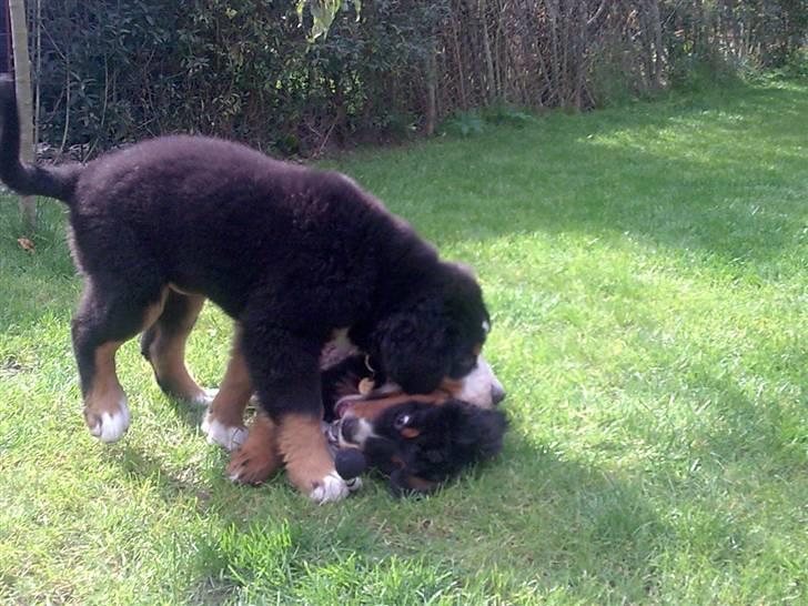 Berner sennenhund Bel`Royal`s Cocio - og tygget billede 14