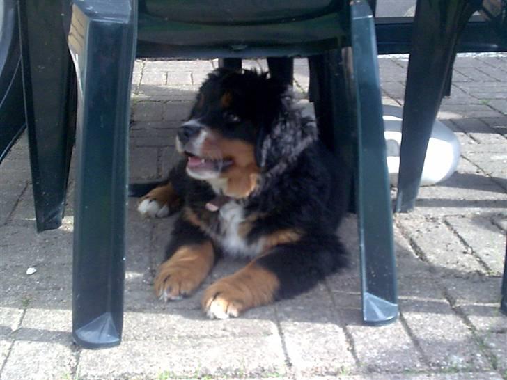 Berner sennenhund Bel`Royal`s Cocio - så er der pause under stolen billede 15