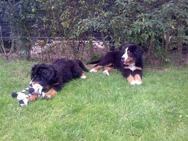 Berner sennenhund Bel`Royal`s Cocio - de kunne også ligge stille sammen billede 16