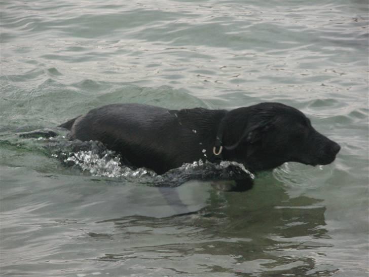 Blanding af racer Balder - Balder elsker at svømme billede 10