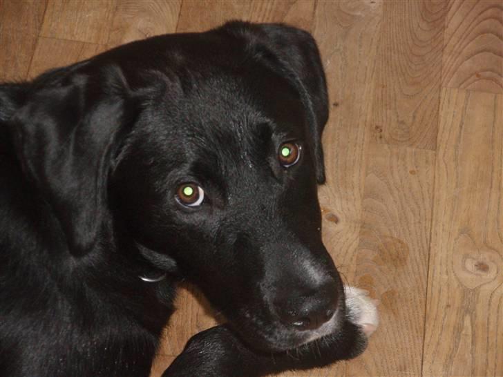 Blanding af racer Balder - Balder tæt på billede 11